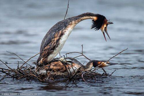 Чомга на чомге | Great Crested Grebe