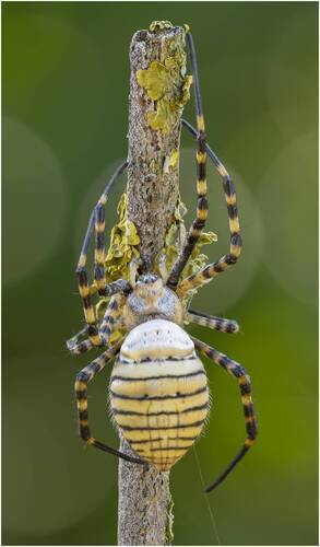 ПАУК АРГИОПА ТРЁХПОЛОСНАЯ (ARGIOPE TRIFASCIATA).