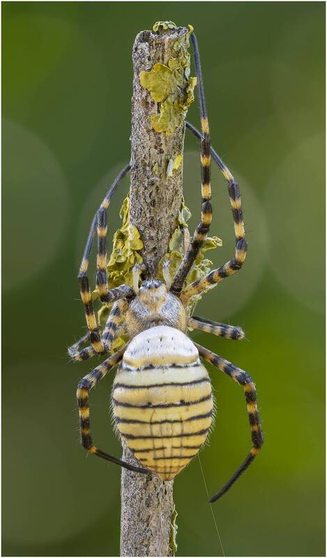 паук, паук аргиопа трёхполосная, аргиопа трёхполосная, argiope trifasciata ПАУК АРГИОПА ТРЁХПОЛОСНАЯ (ARGIOPE TRIFASCIATA). фото превью