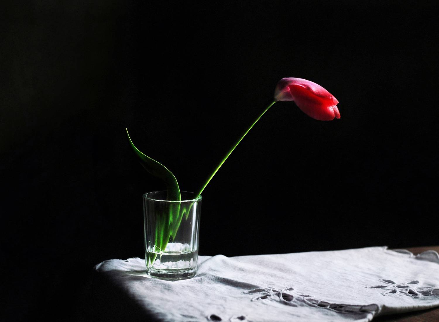 натюрморт, минимализм, весна, тюльпан, настроение, still life, mood, spring flower, minimalistic, contrast, cold in may, поцелуй тюльпана, Буглак Инна