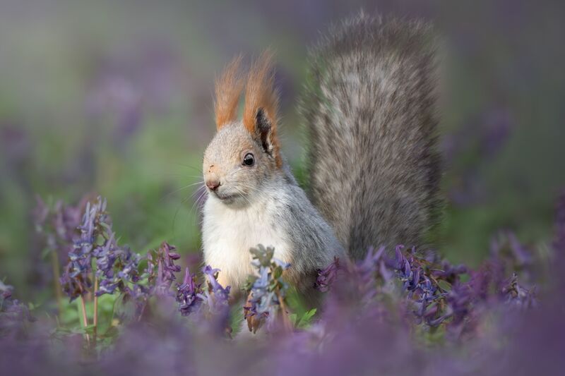 Обыкновенная белка (Sciurus vulgaris) фото превью