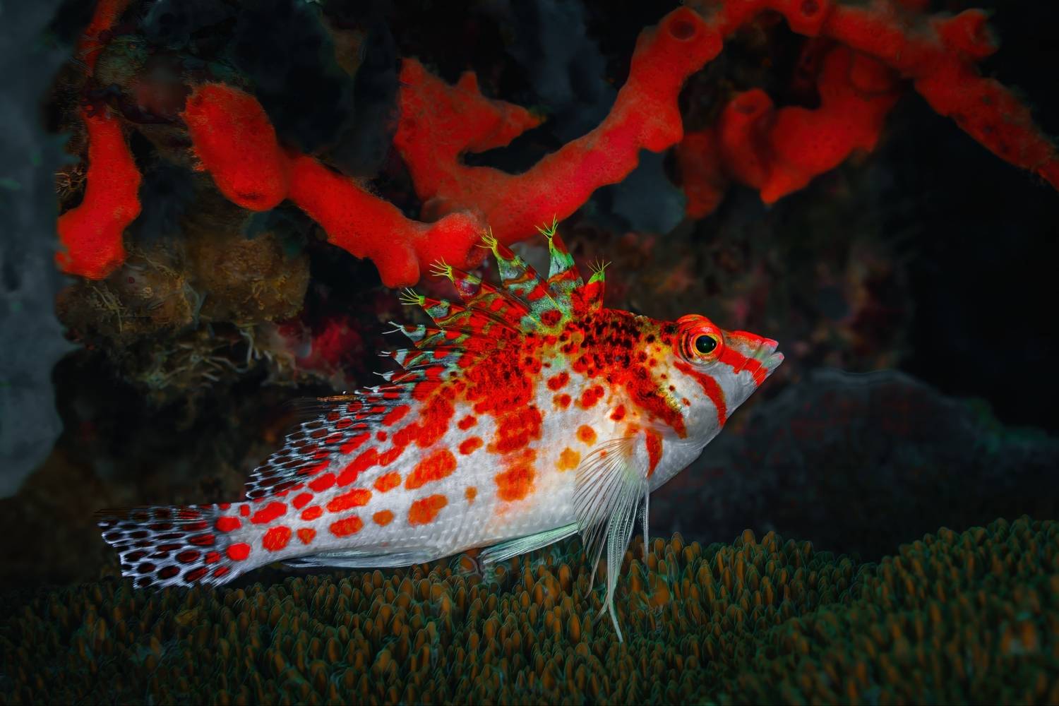 карликовая ястребиная рыбка, dwarf hawkfish, philippines, филиппины, mindoro, миндоро, Булгаков Сергей