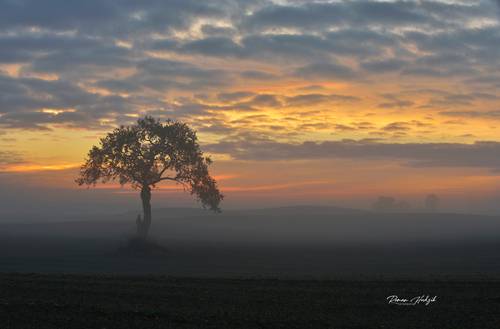A lone tree.