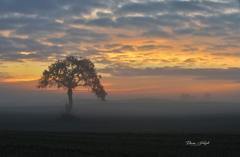 Tree, Poland, Kociewie, Cloudy, Sunrise, Sunset, Field, Landscape A lone tree. фото превью