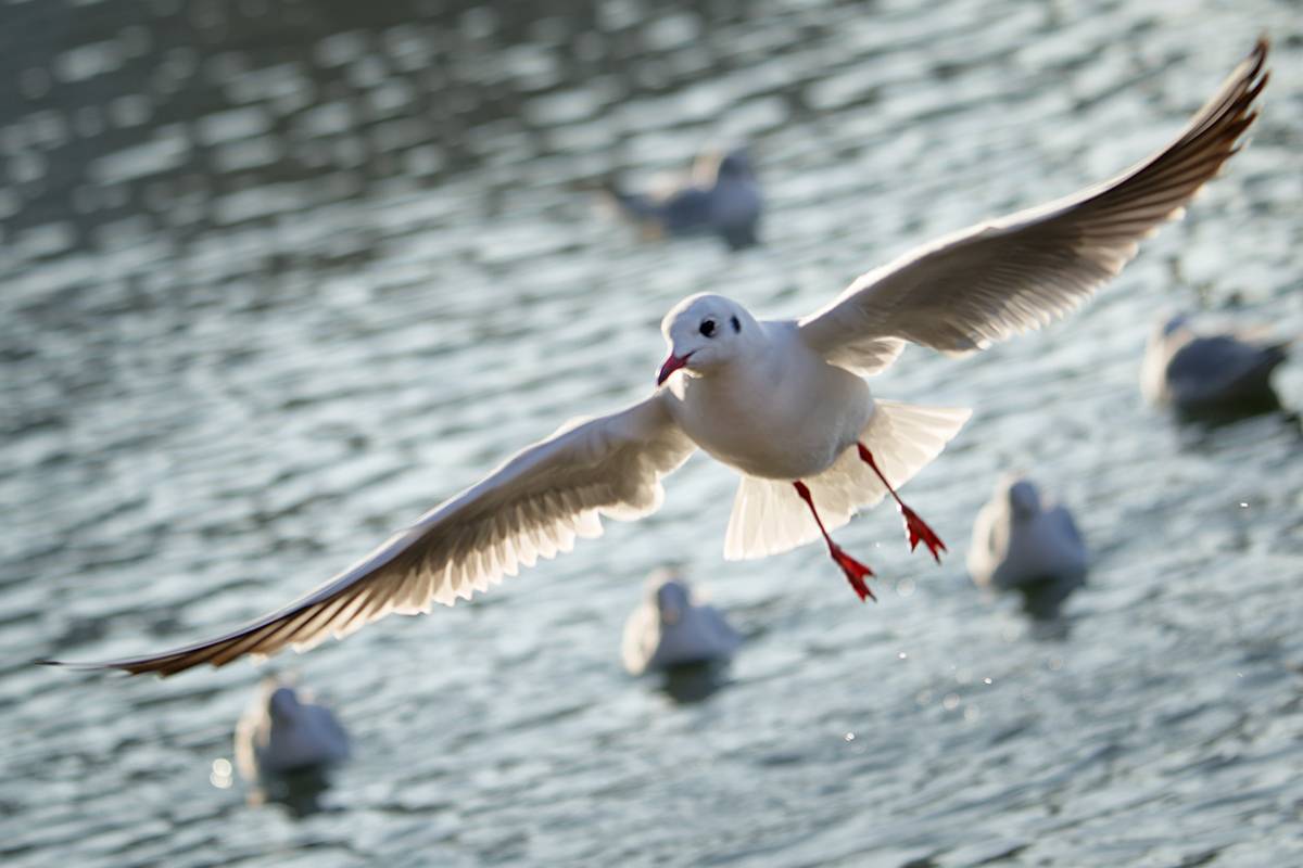чайка, озерная чайка, птица, larusridibundus, birds, Хилько Марина
