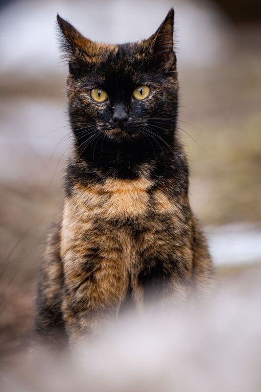 животные, анималистика, котики, стрит, портрет Кото стрит фото превью