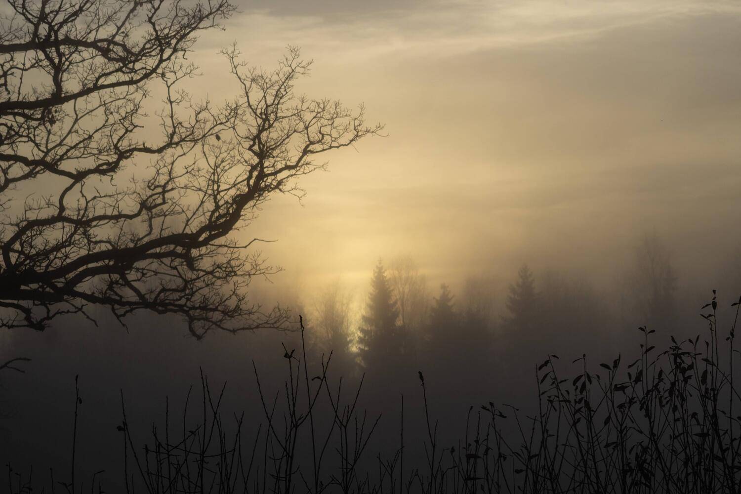 migla, mežs, saule, koki, Cielava Dace