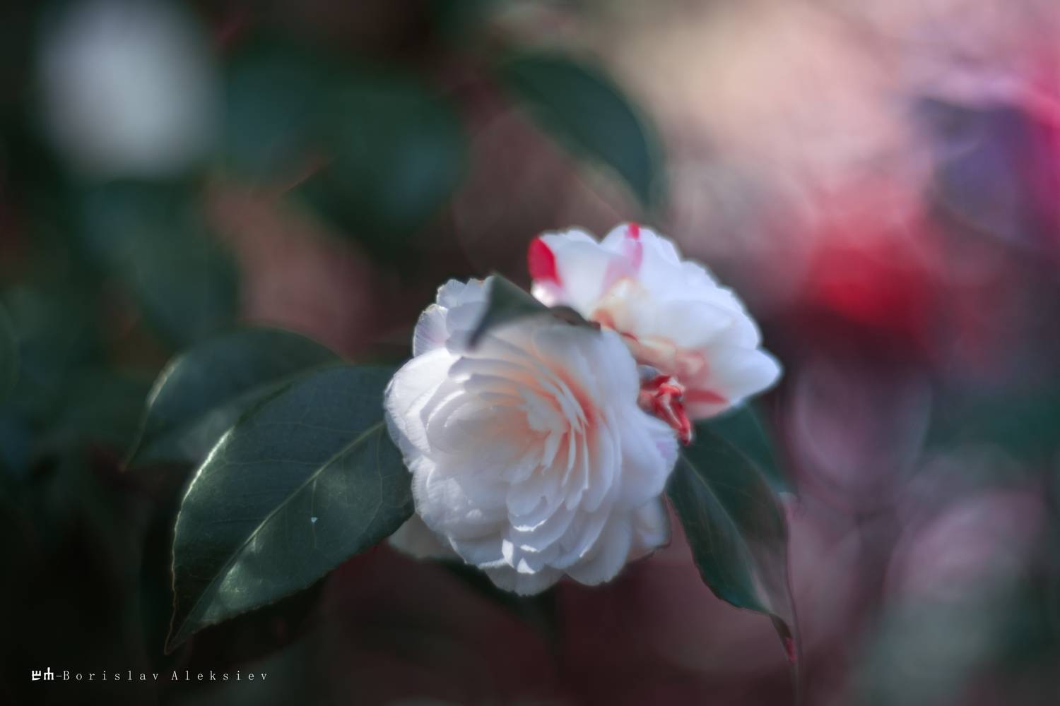 nature, flower, white, pink, green, bokeh, dark, light, Алексиев Борислав