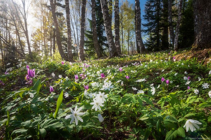 пейзаж, весна, цветы, лес, Алтай, солнце Первоцветы фото превью