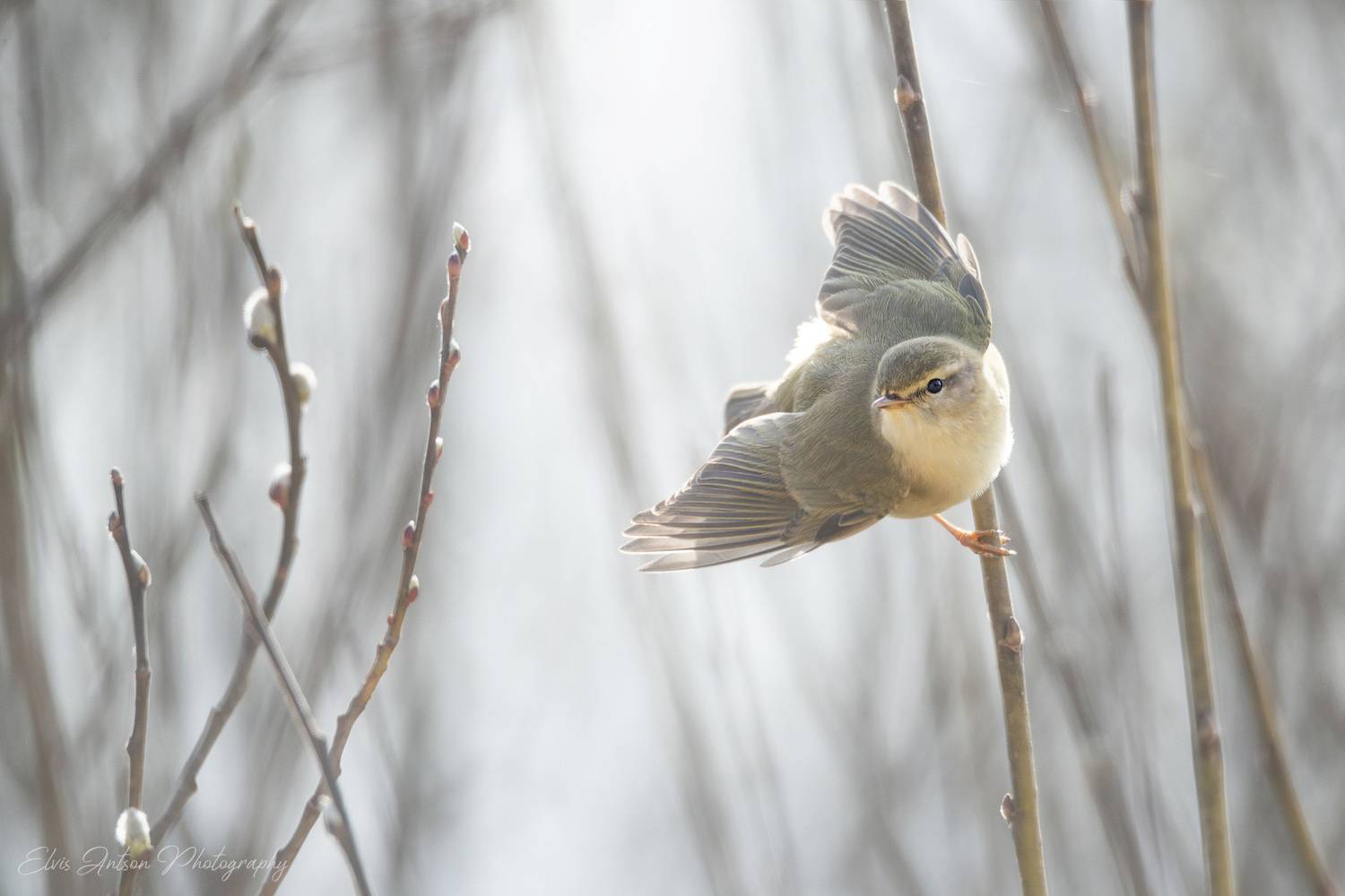 птицы, птицы россии, орнитология, пеночка весничка, phylloscopus trochilus, весна, birds, birdwatching, elvis antson, Antson Elvis