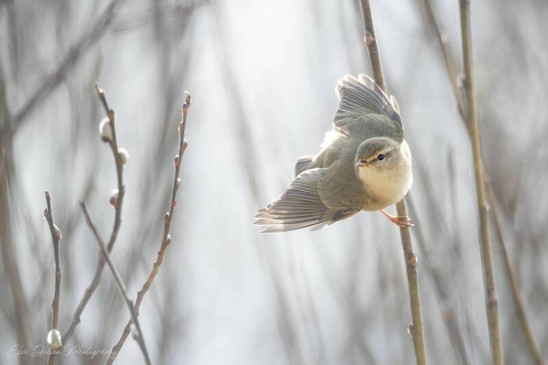 птицы, птицы россии, орнитология, пеночка весничка, phylloscopus trochilus, весна, birds, birdwatching, elvis antson Пеночка-весничка фото превью