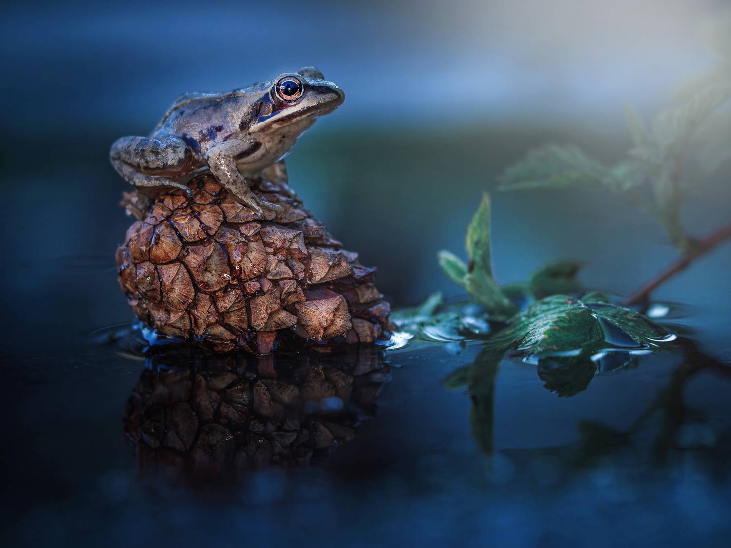 , Lapshina Vladlena