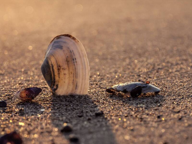 У моря./Am Meer. фото превью