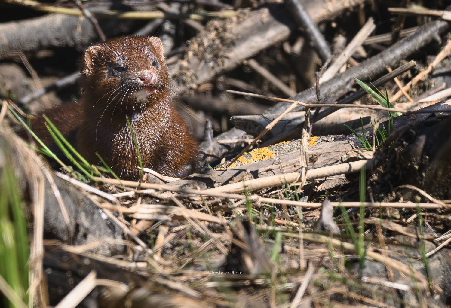 американская норка, норка, mink, american mink, Ирешева Мария