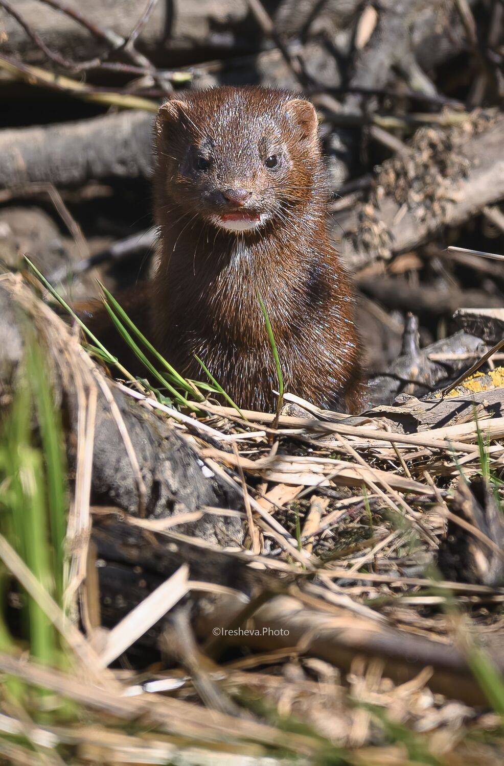 Американская норка, Норка, Mink, American Mink, Ирешева Мария