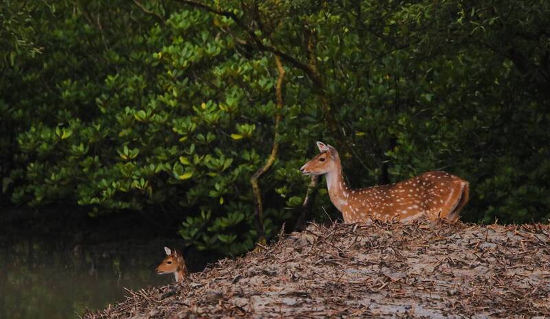 Spotted Deer фото превью