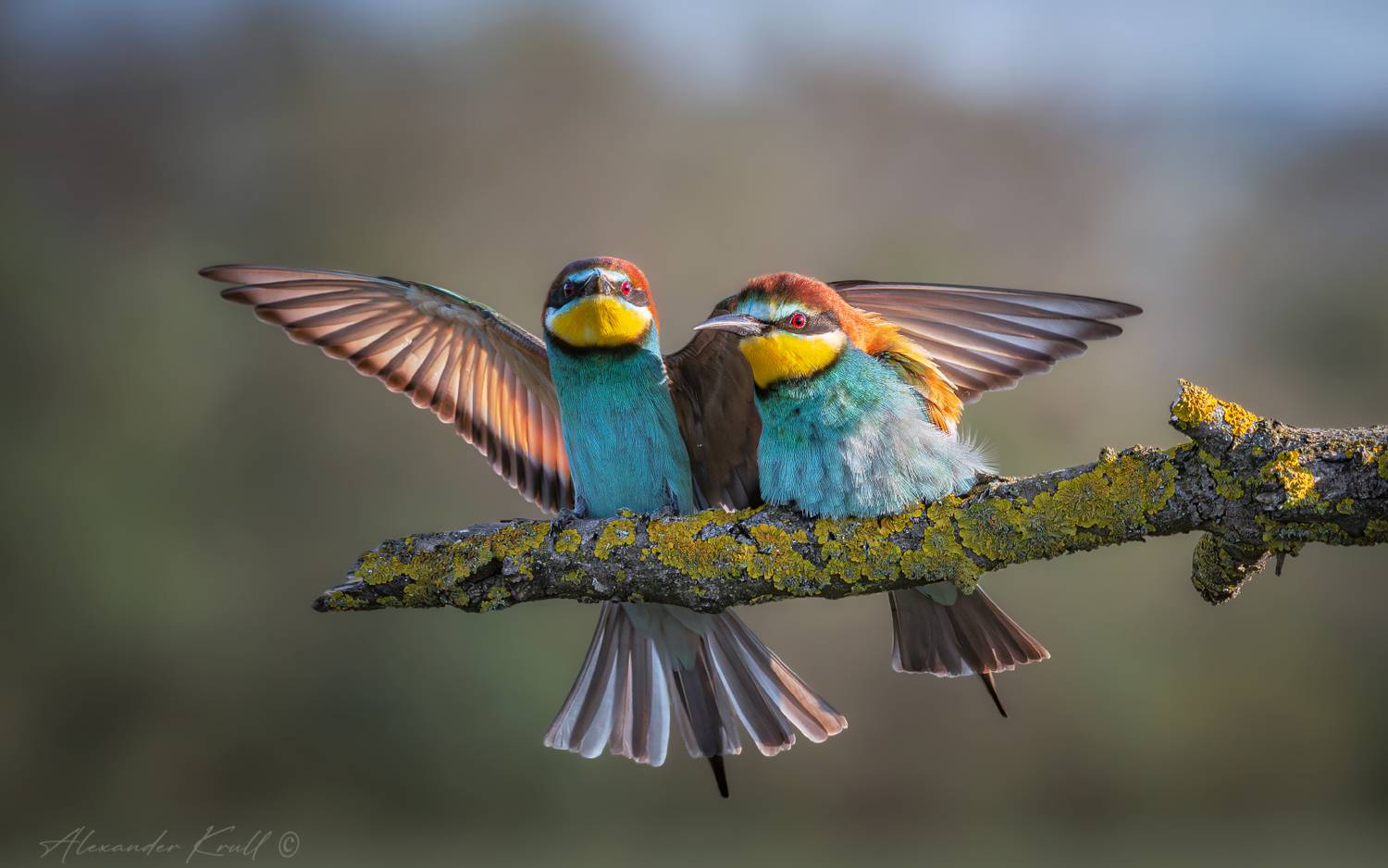 щурка, золотистая щурка, пчелоедка, merop apiaster, Круль Александр