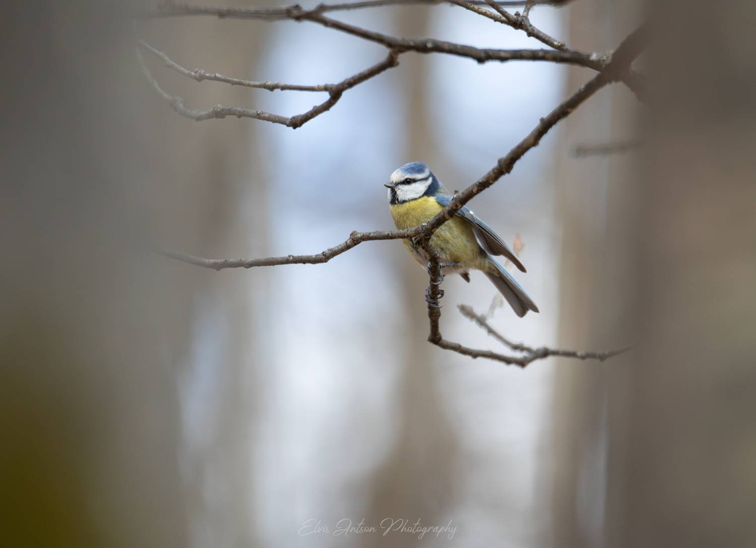 лазоревка, синица, птицы россии, орнитология, birds, birdwatching, elvisantson, весна, spring, Antson Elvis