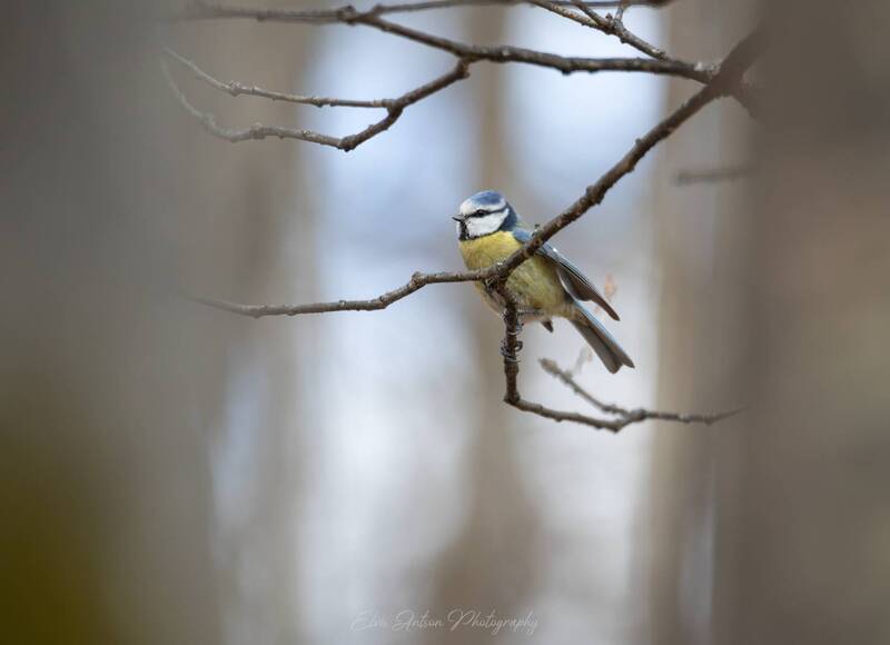 лазоревка, синица, птицы россии, орнитология, birds, birdwatching, elvisantson, весна, spring Окно в весну фото превью