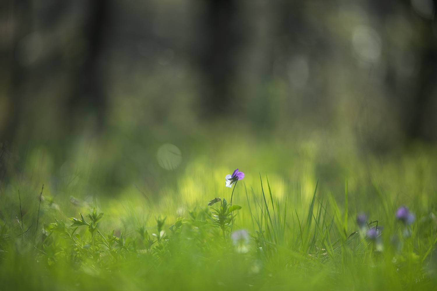 утро, лесная фиалка, свет, весна, май, воронеж, nikon 850, carl zeiss makro-planar t* 100mm f/2 zf., природа, цветок, первоцвет, Мещеряков Геннадий