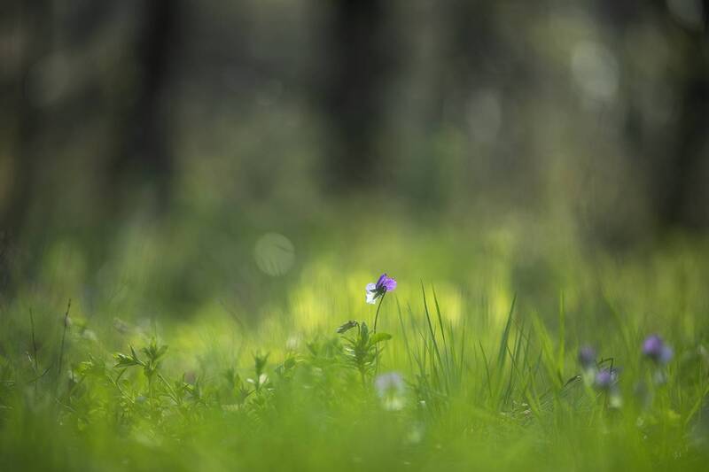 утро, лесная фиалка, свет, весна, май, воронеж, nikon 850, carl zeiss makro-planar t* 100mm f/2 zf., природа, цветок, первоцвет Лесная фиалка... фото превью