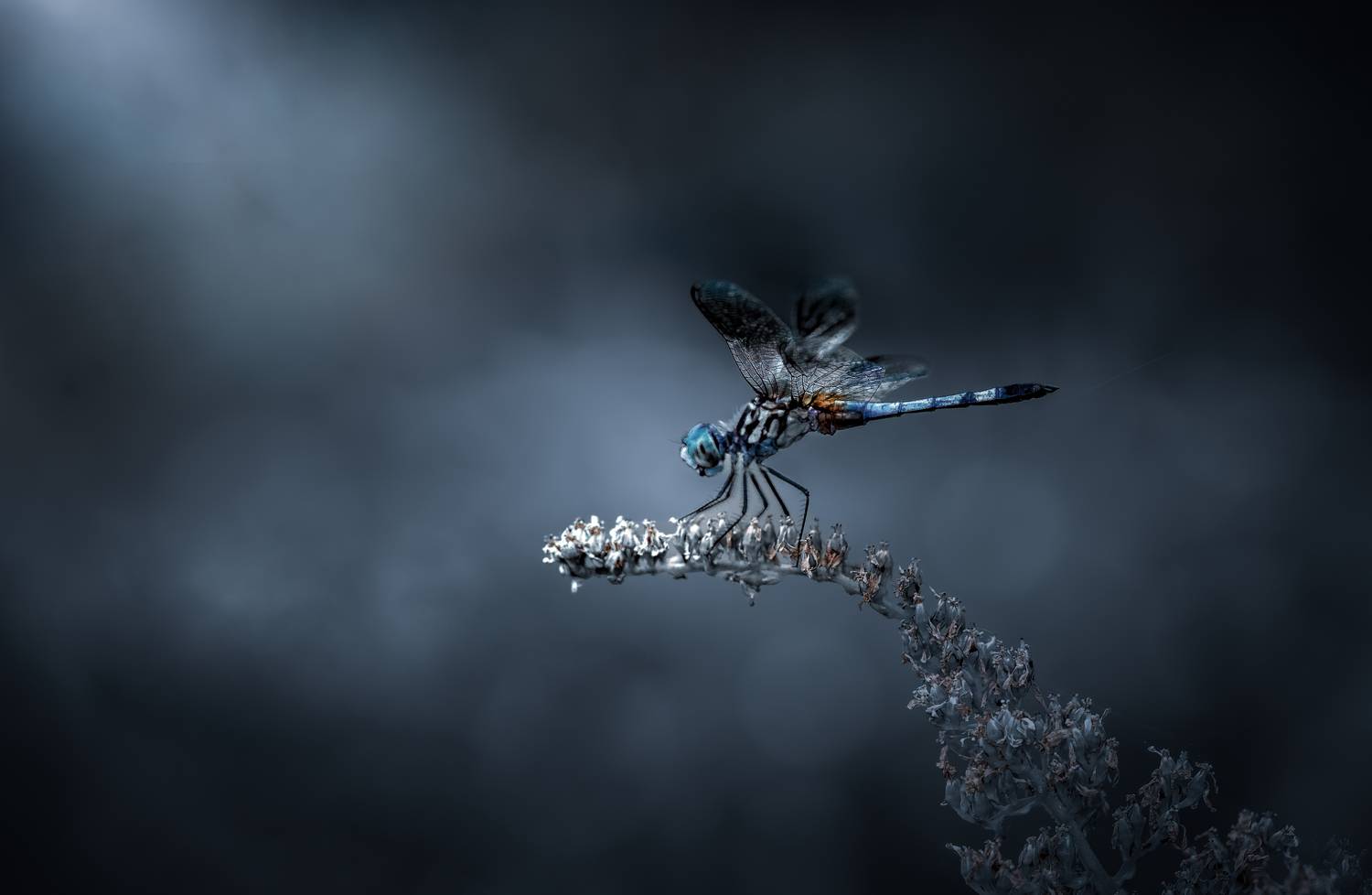 fly, insect, dragonfly, macro, flower, Atul Saluja