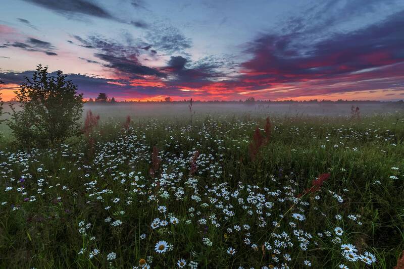 С ромашками. фото превью