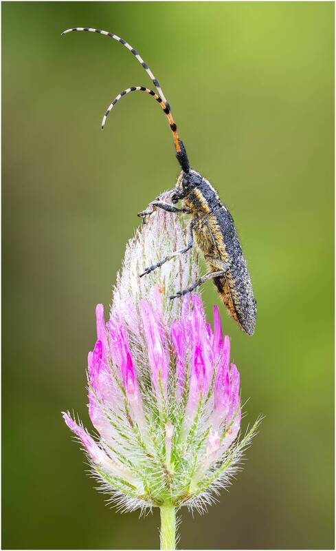 жук, усач, longhorn beetle Жук усач.(Longhorn beetle) фото превью