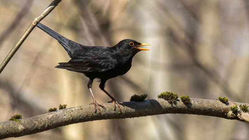 черный дрозд, дрозд, turdus merula, blackbird, парк имени макса ашманна Вы слыхали как поют дрозды фото превью