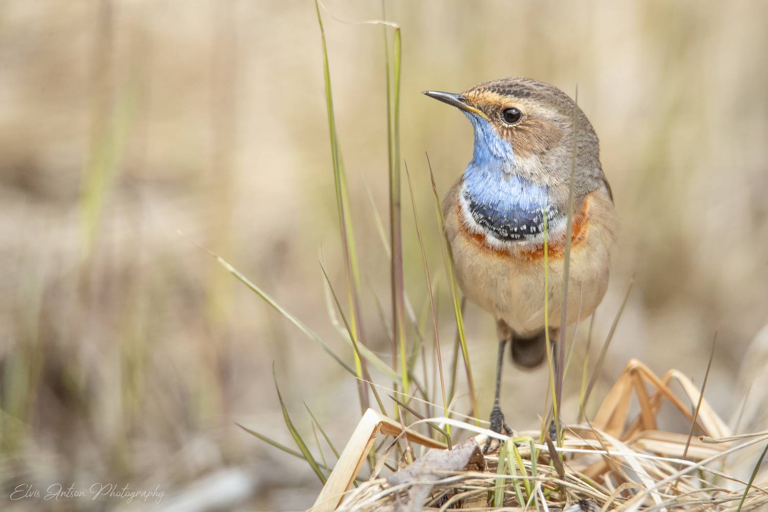 варакушка, шведский соловей, птицы россии, весна, орнитология, birds, birdwatching, elvisantson, братья наши меньшие, Antson Elvis