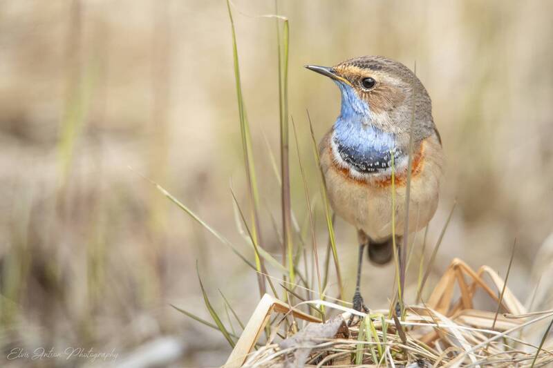 варакушка, шведский соловей, птицы россии, весна, орнитология, birds, birdwatching, elvisantson, братья наши меньшие Маленький певец весны фото превью