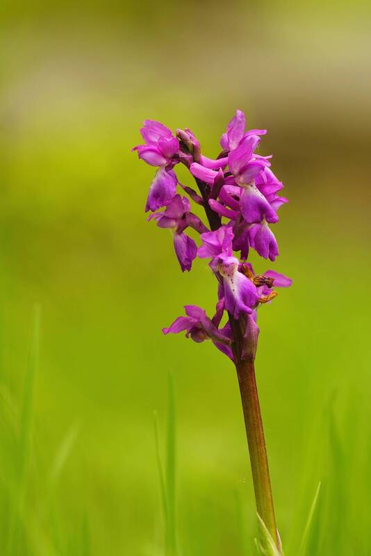 orchid, plant, close up, springtime, nature Anacamptis morio фото превью