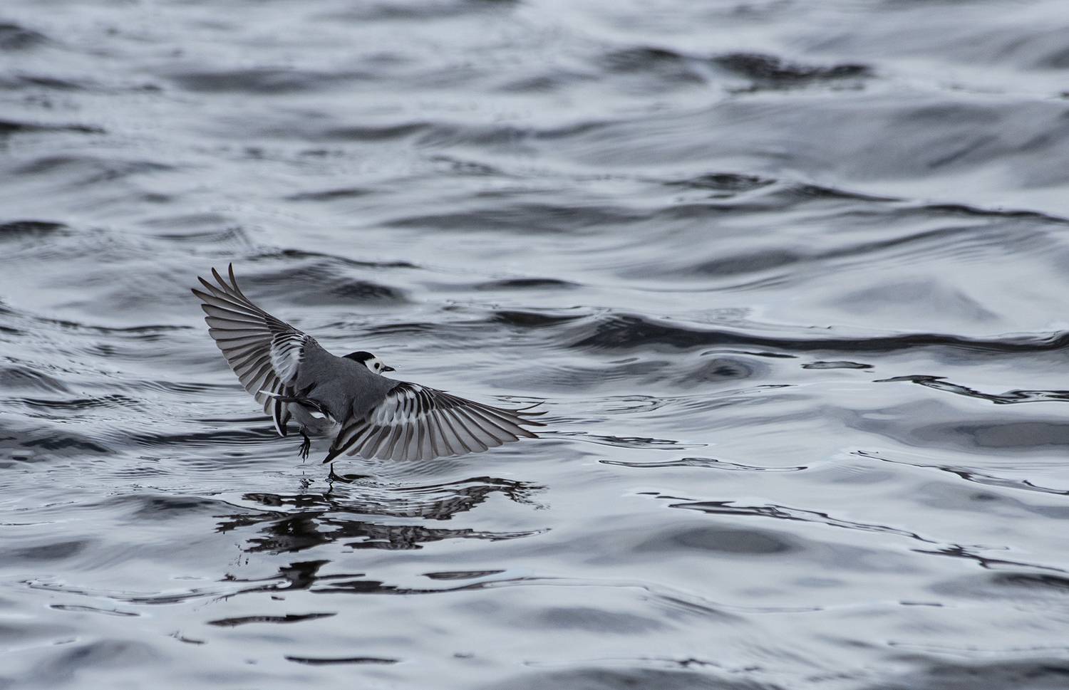 motacilla alba, трясогузка белая, Андрей Таничев