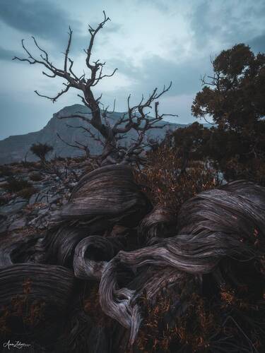 Al A\'lan Tree