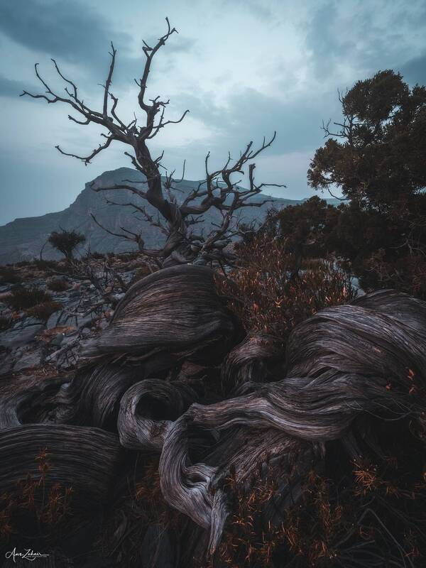 jebel shams, travel, landscape, nature, photography, photographer, outdoor, mountain Al A\\\'lan Tree фото превью