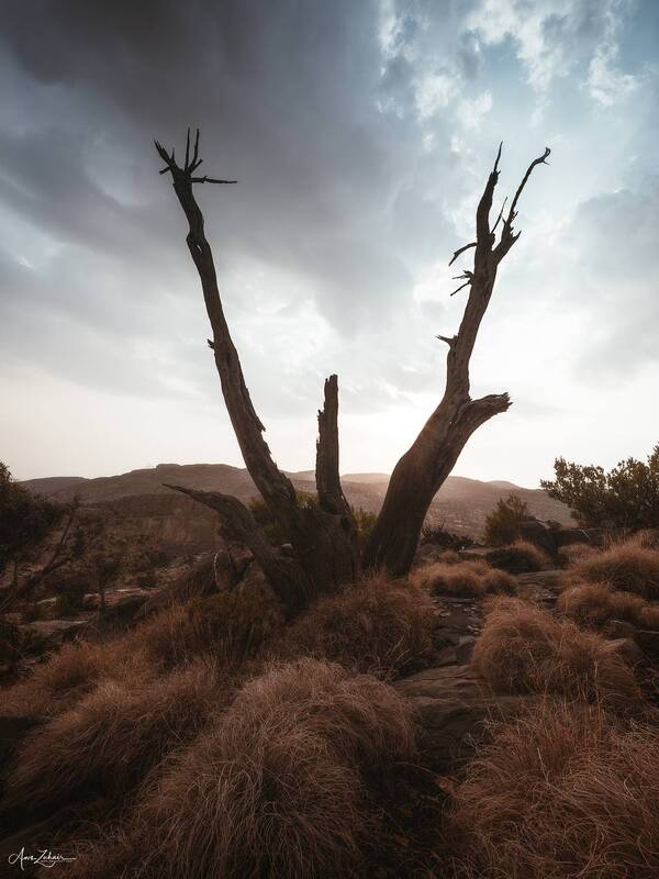 tree, oman, jebel shams, travel, landscape, nature, photography, mountains, outdoor, moody Al A\\\'lan Tree фото превью
