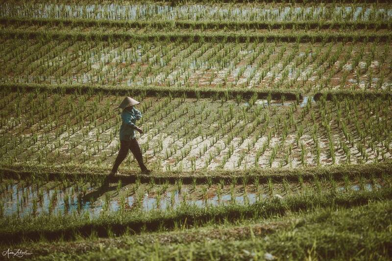 travel, bali, indonesia, rice terrace, rice field, photography, farmers, photographer Farmers фото превью