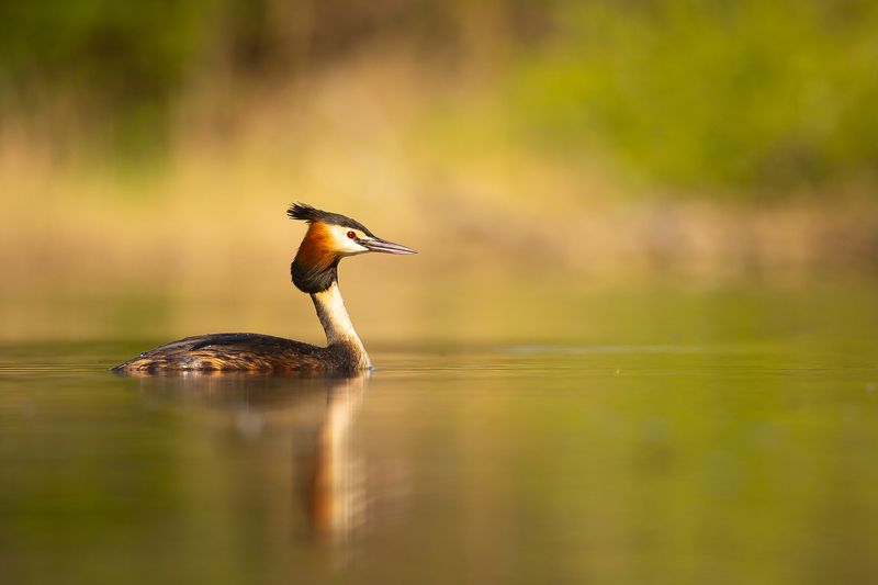 Great crested grebe фото превью