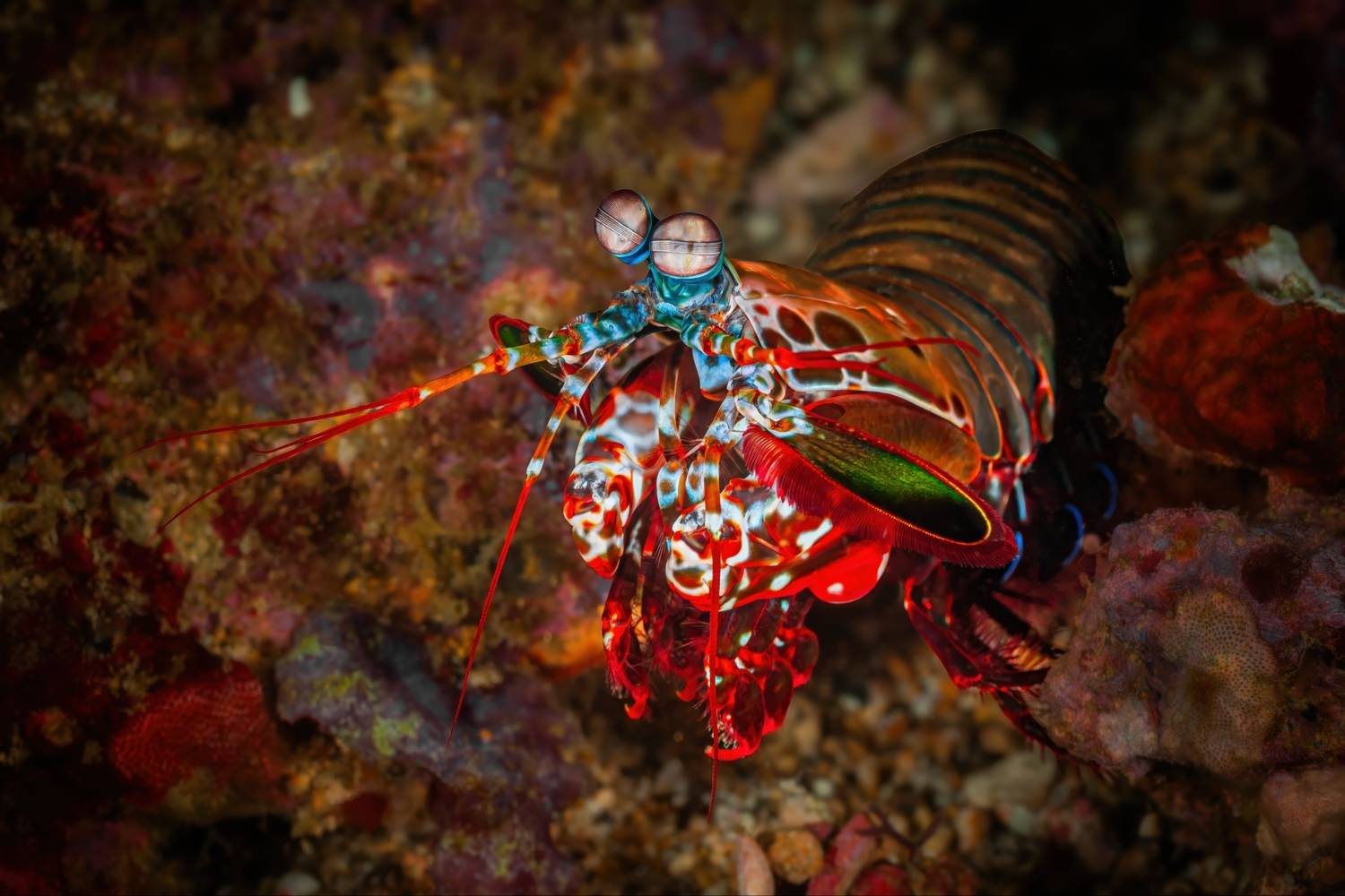 рак-богомол, odontodactylus scyllarus, павлиний креветочный богомол, peacock mantis shrimp, philippines, филиппины, mindoro, миндоро, Булгаков Сергей
