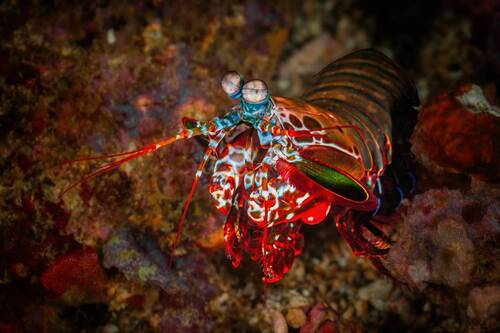 Рак-богомол  (лат. Odontodactylus scyllarus)