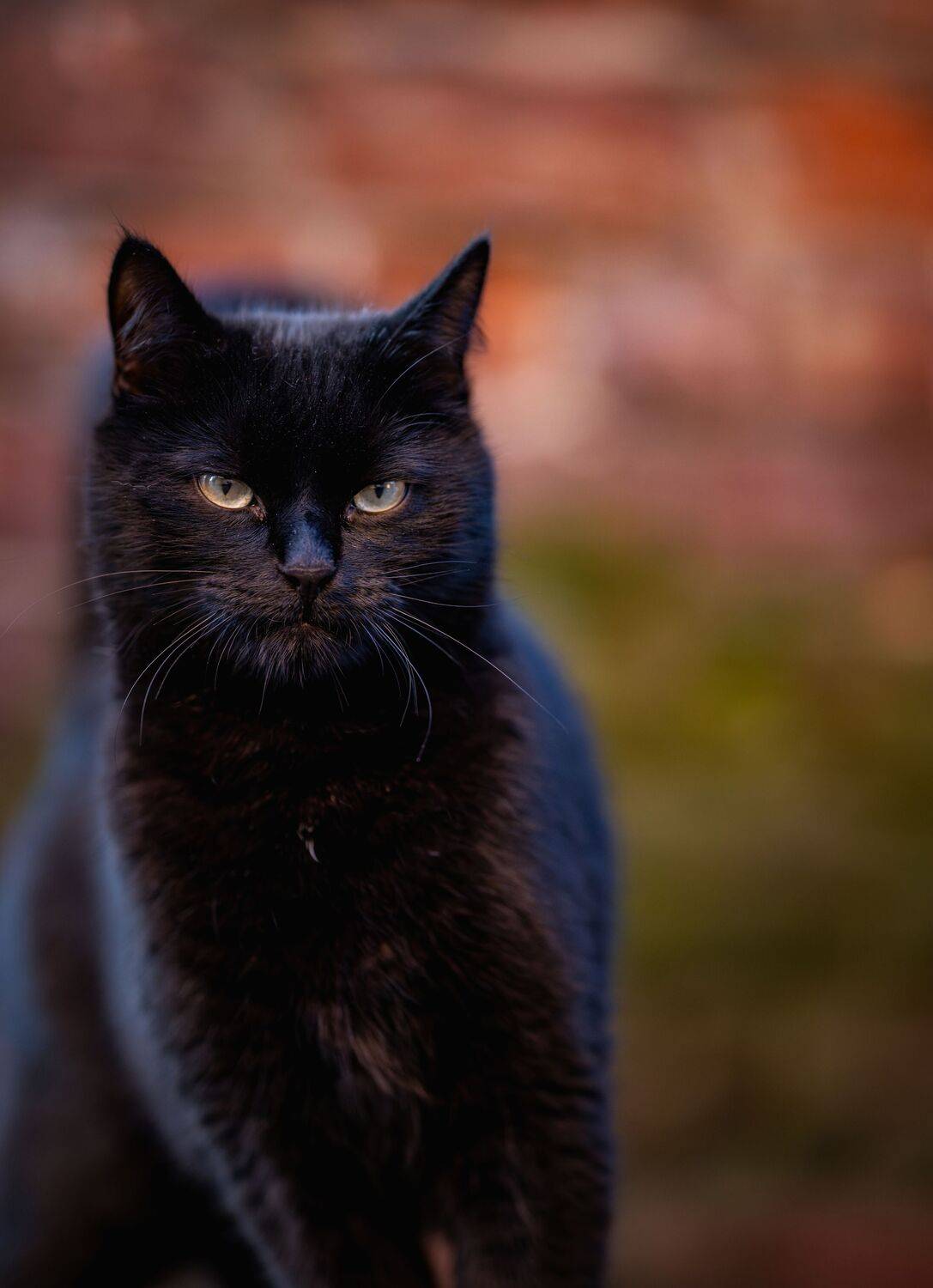стрит, животные, котики, анималистика, портрет, Леша Родин