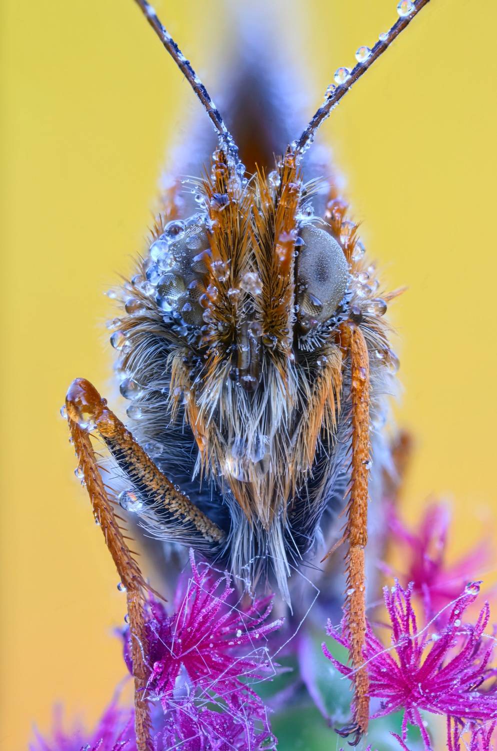 macrophotografia, bugs, butterflies, Camilla Zocchi