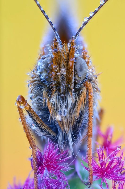 macrophotografia, bugs, butterflies Awekening  фото превью