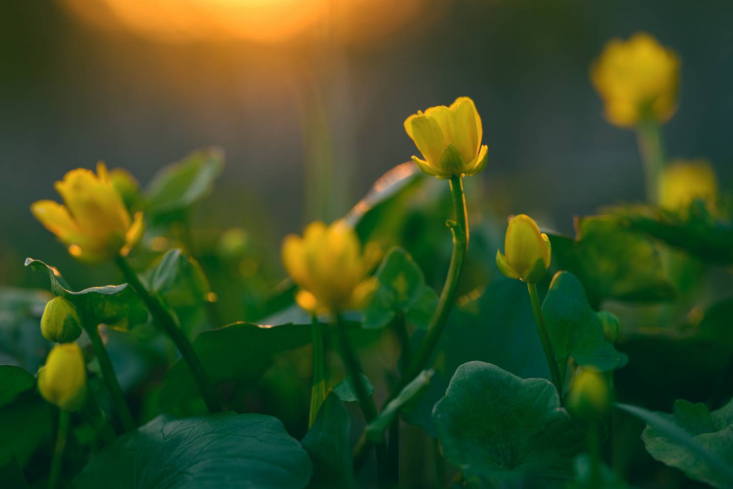 flower, evening, nature, sunset, sunrise, morning, yellow, growth, plant, petal, grass, rural, Андрей Козлов