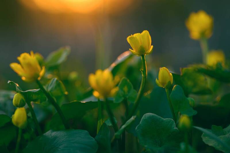 flower, evening, nature, sunset, sunrise, morning, yellow, growth, plant, petal, grass, rural *** фото превью