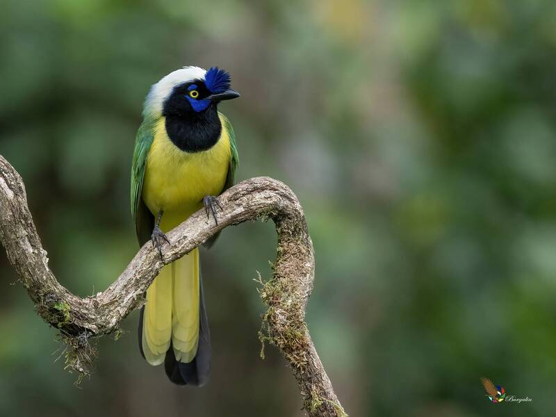 Green Jay фото превью