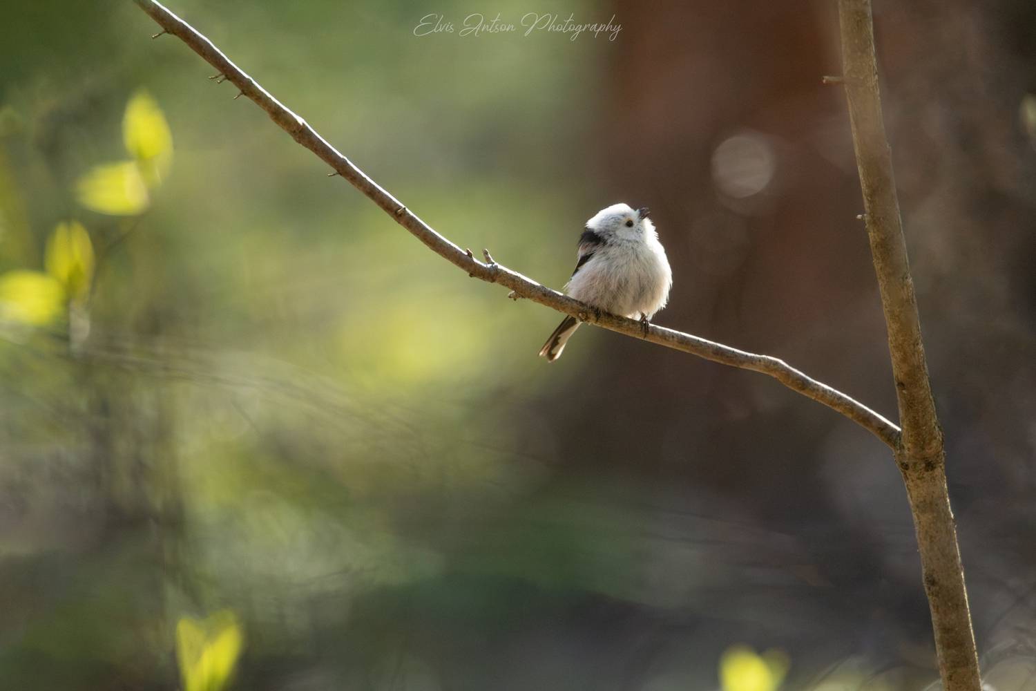 ополовник, длиннохвостая синица, синица, птицы россии, орнитология, birds, birdwatching, elvisantson, Antson Elvis