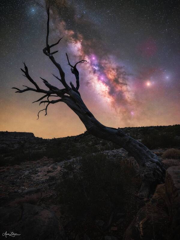 nature, landscape, photography, outdoor, night, astrophotography, milkywyay, galaxy, oman, jebel shams, tree Under The Stars фото превью