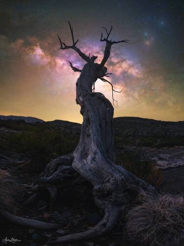 Lonely Tree