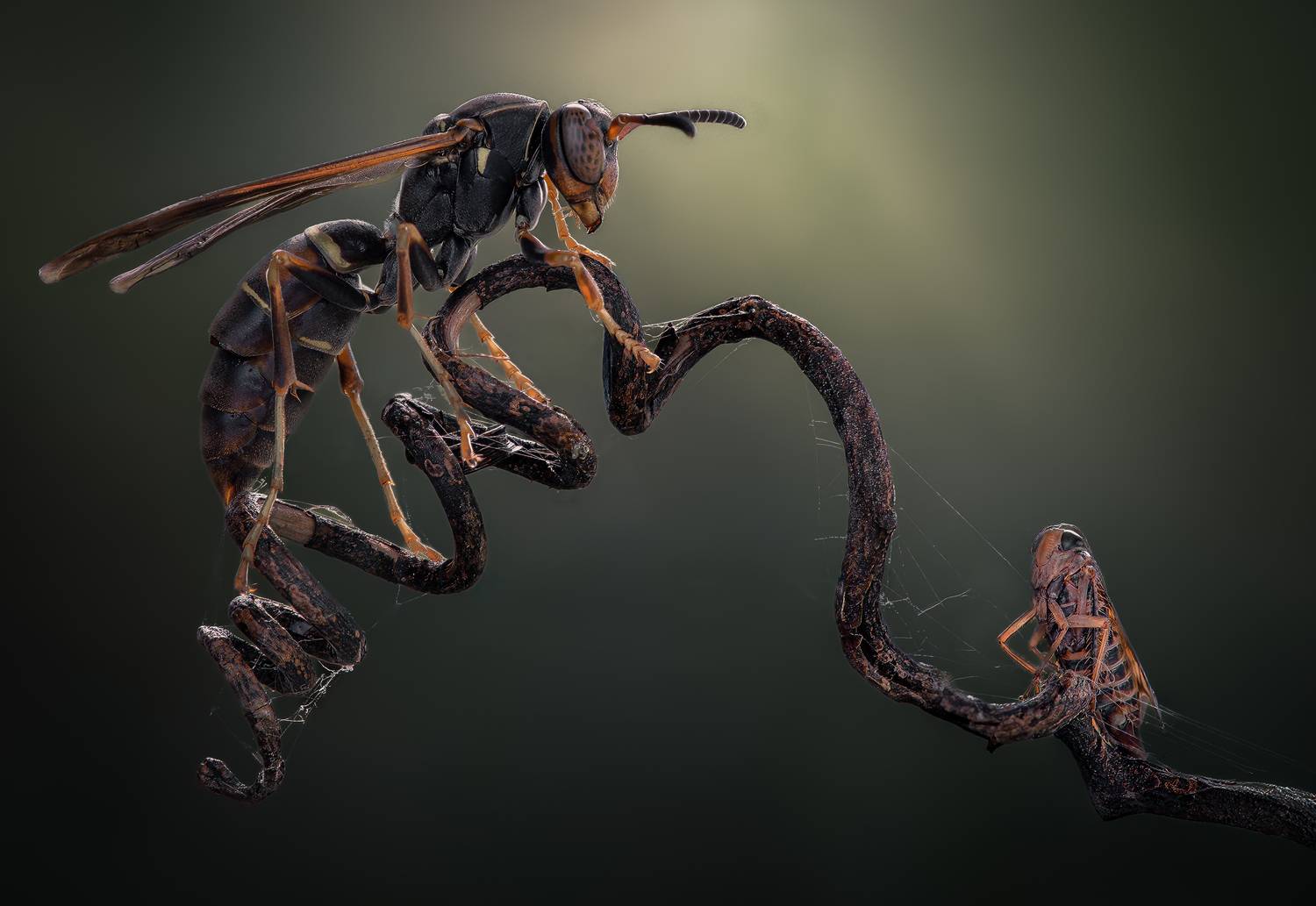insect, macro, wasp, bee, nymph, hopper, Atul Saluja